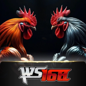 Ws168 Sabung - STARBET388